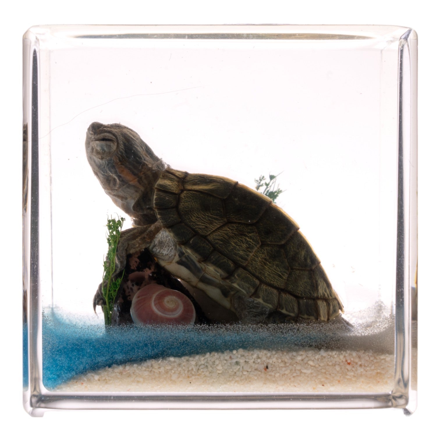 Realistic Turtle Figurine in Clear Acrylic Cube - Perfect for Home Decor, Office Desk Display, and Educational Science Collections