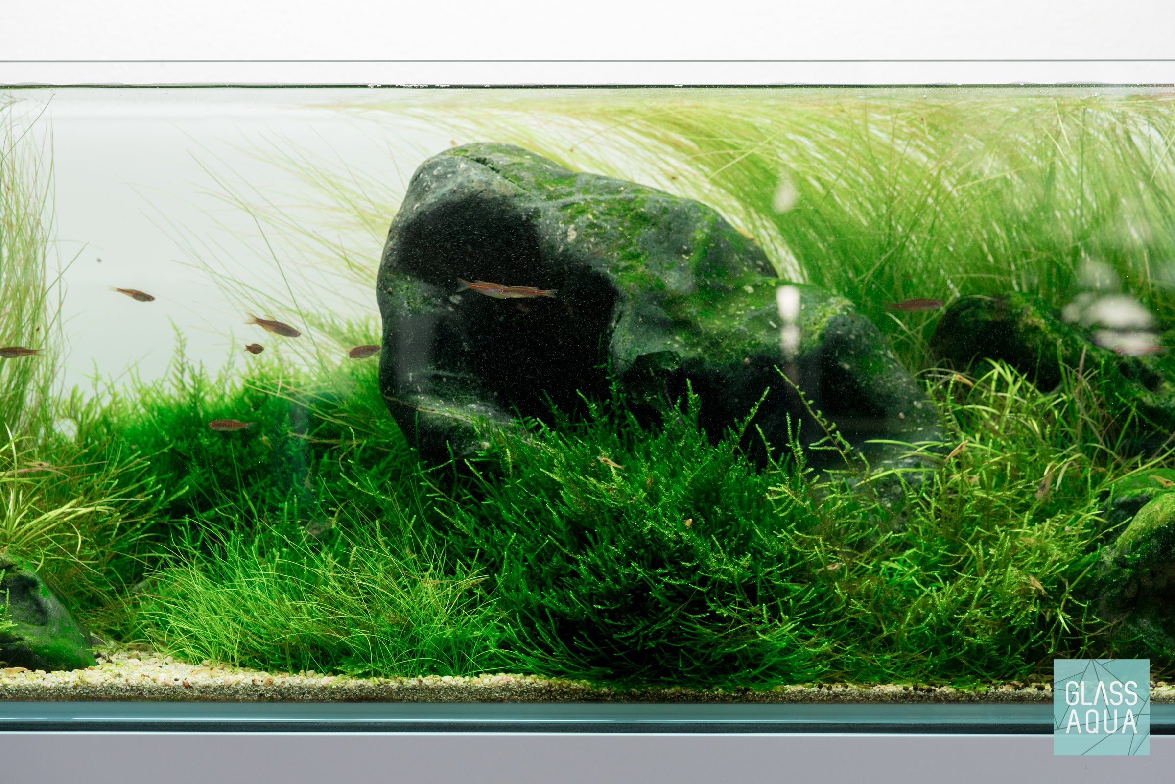 Spiky Moss for Aquariums - Live Aquatic Plant for Fish Tanks, Terrariums & Paludariums - Perfect for Aquascaping & Natural Habitat Decoration
