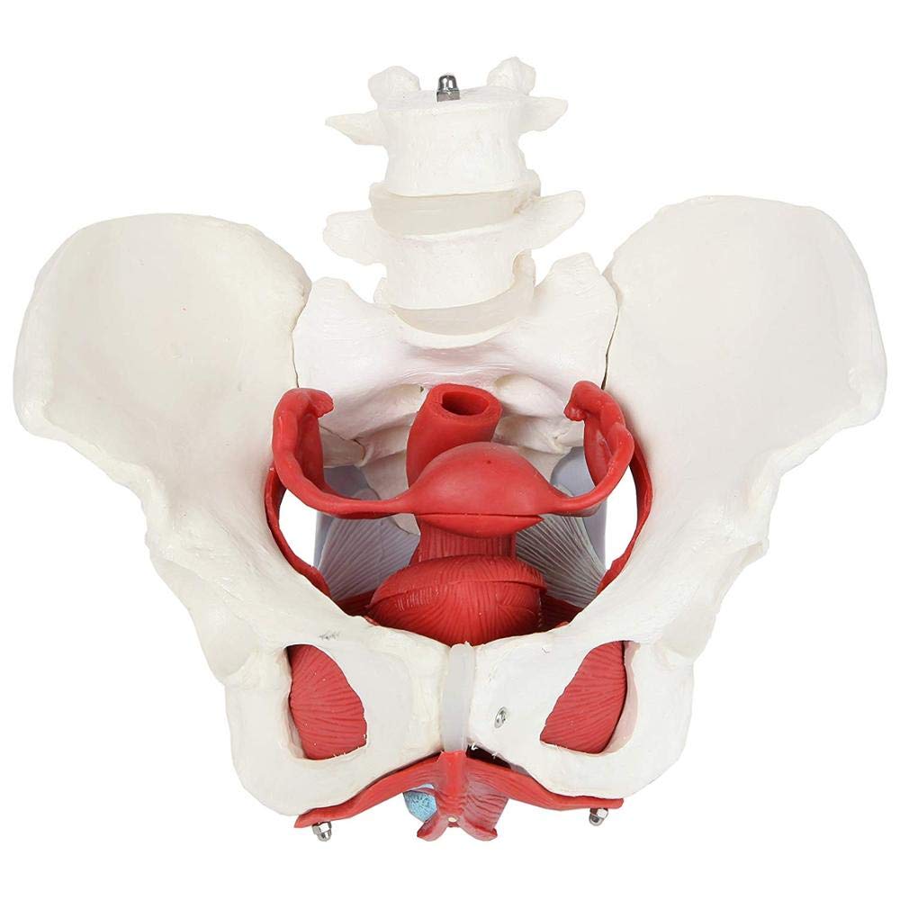 Female Pelvic Floor Muscle Model with Removable Uterus & Ovaries - Anatomical Teaching Tool for Medical Education, Physical Therapy Training, and Women's Health Studies