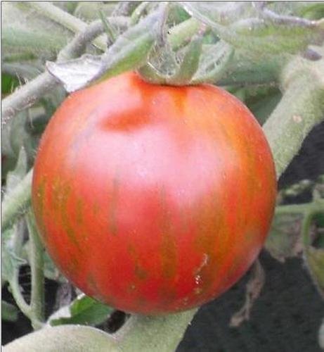 15 Rambling Red Stripe Tomato Seeds - Heirloom Non-GMO Vegetable Seeds for Home Garden Planting - Perfect for Salads, Sauces & Fresh Eating