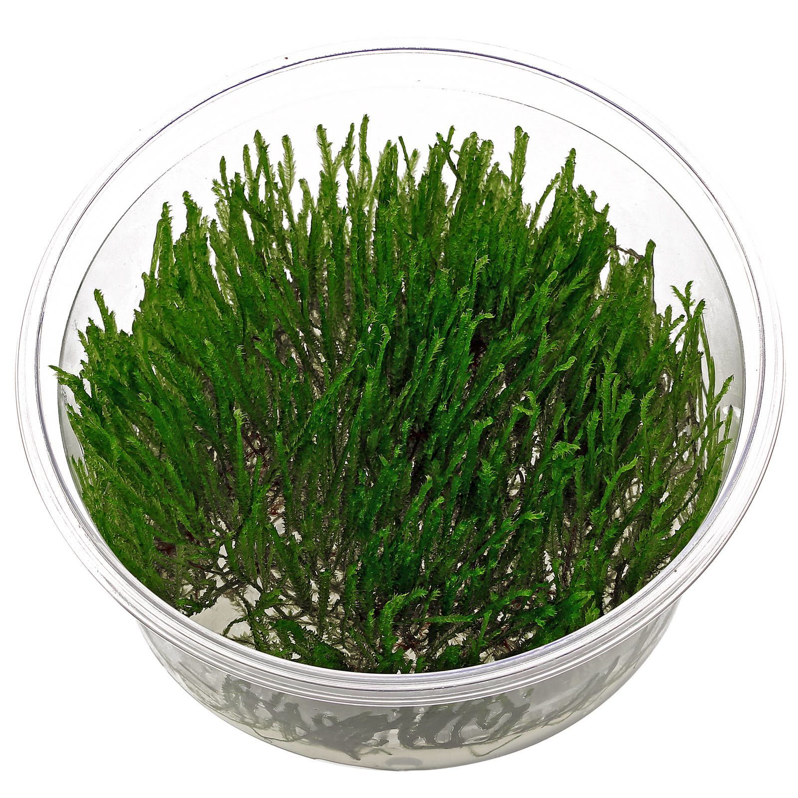 TCulture Taxiphyllum 'Spiky' Moss - Live Aquatic Plant for Freshwater Aquariums (TC Cup) | Perfect for Shrimp Tanks, Aquascaping & Natural Decorations