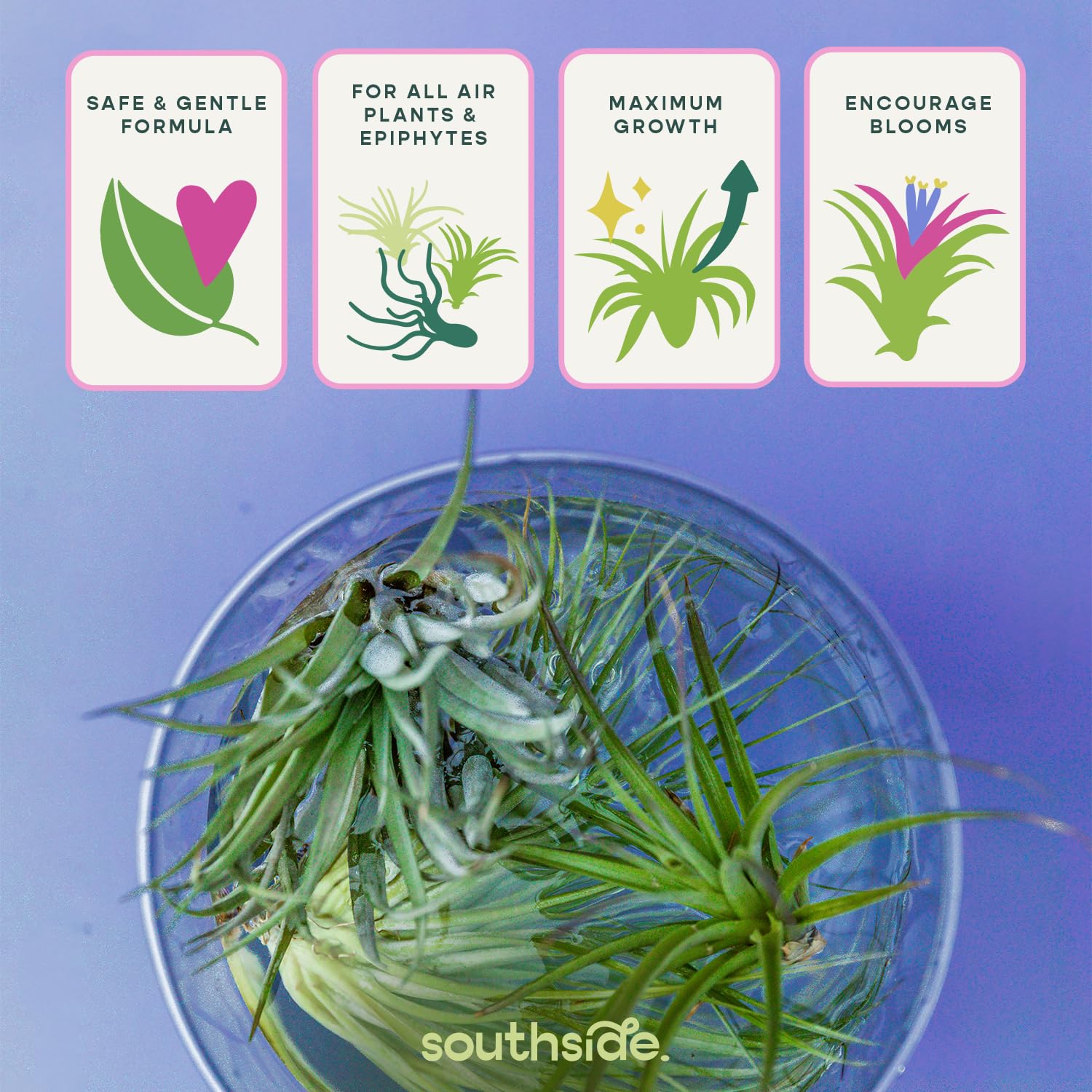 Air Plant Fertilizer Concentrated Soak by Southside Plants - Weekly Plant Food & Gentle Mist Formula for Houseplants - 1 oz | Perfect for Indoor Gardens, Terrariums & Home Decor