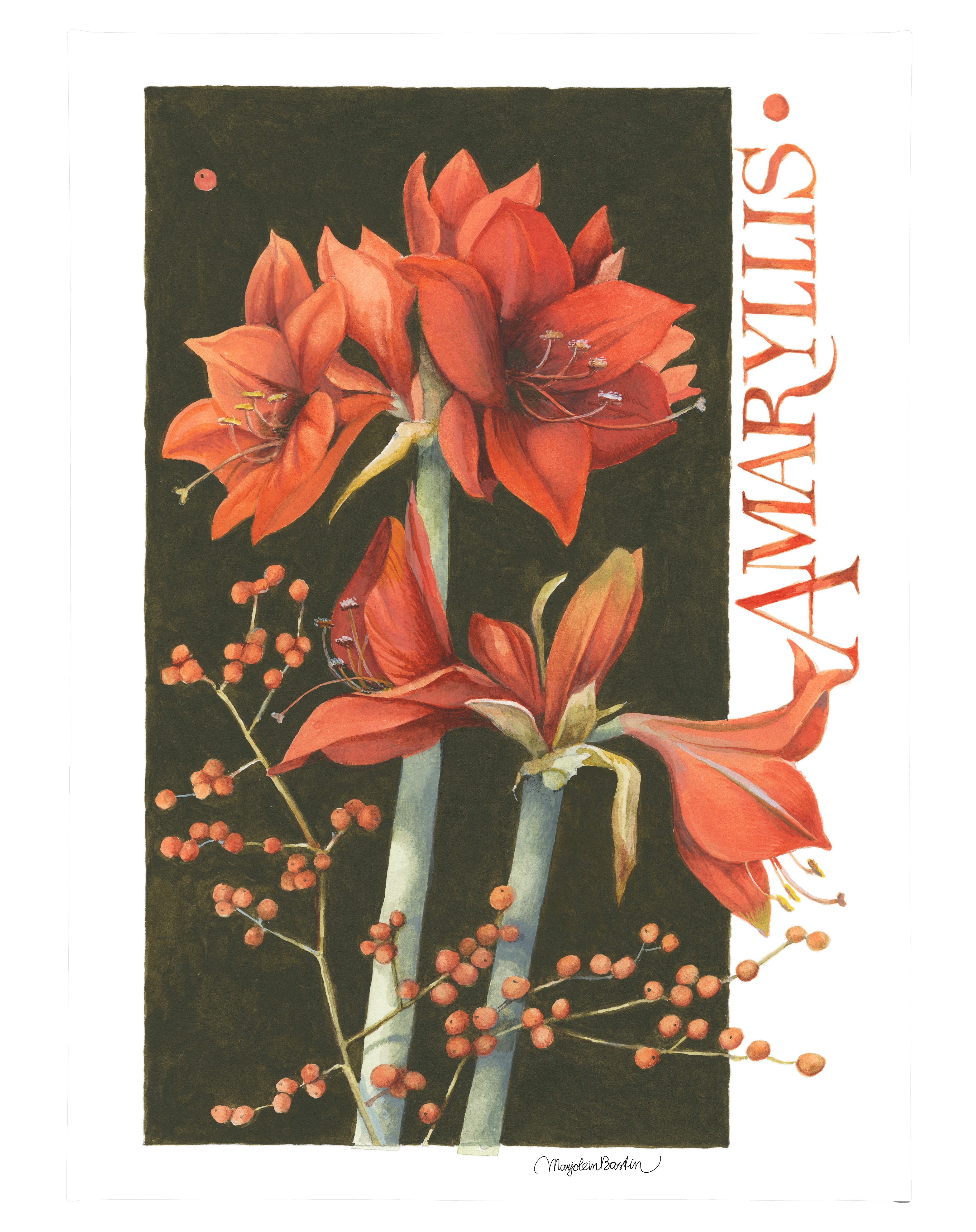 Amaryllis Floral Art Print - 18x13 Inch Gallery Wrapped Canvas Wall Decor - Perfect for Living Room, Bedroom & Office Decor
