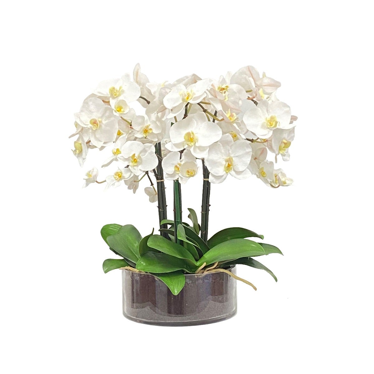 Beautiful Phalaenopsis Orchid in Elegant Low Cylinder Glass Vase - Perfect for Home Decor, Wedding Centerpieces & Office Gift