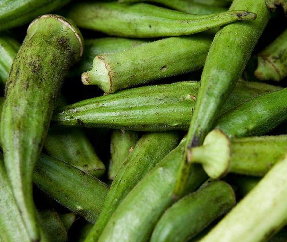 500 Count Emerald Okra Seeds - Non-GMO Home Gardening Seeds for Planting | Cool Beans N Sprouts Brand | Perfect for Vegetable Gardens, Container Planting & Organic Farming
