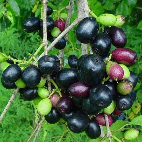 Zomoloco Java Plum Plant (Jamun) - Live Fruit Tree for Home Garden, Organic & Easy to Grow | Perfect for Landscaping, Backyard Orchards & Tropical Gardens