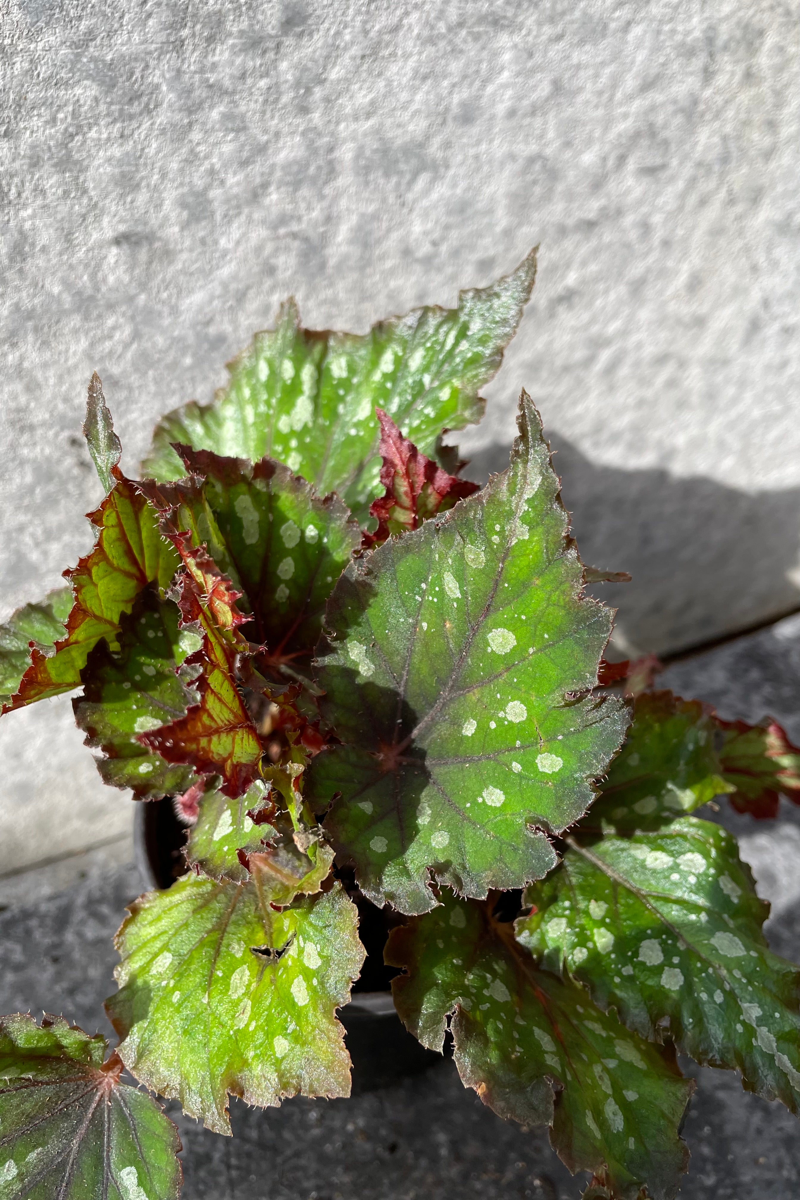 Rex Begonia Cultorum 4 - Stunning Foliage Houseplant for Home & Office Decor | Perfect for Indoor Gardens, Terrariums & Gift Giving