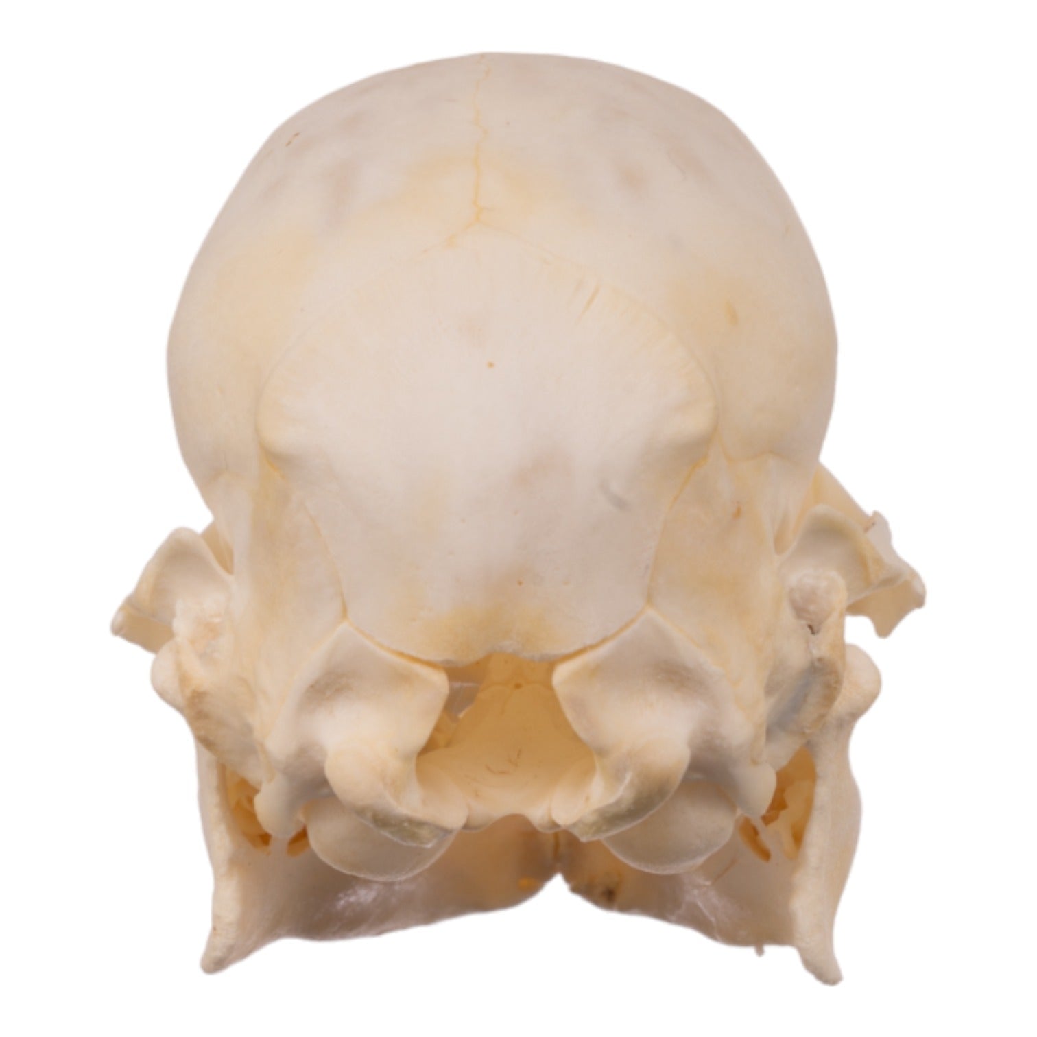 Real Domestic Pig Skull Juvenile - Authentic Animal Specimen for Science Study, Halloween Decor & Taxidermy Projects - Perfect for Educational Displays, Spooky Home Decor & Oddity Collections