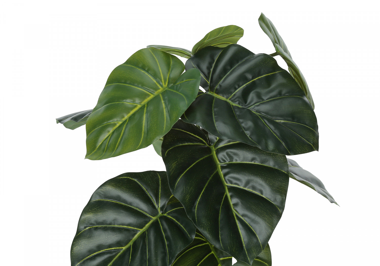 24 Alocasia Plant with 5 Black Pots - Tropical Indoor Houseplant for Home & Office Decor - Perfect for Living Room, Bedroom, or Gift Giving