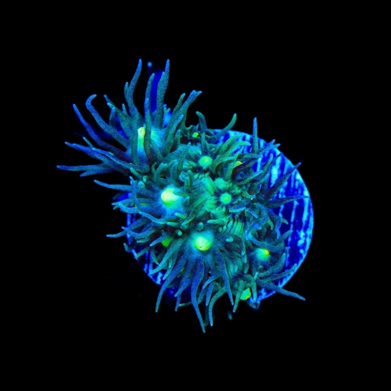 Blue Snake Eye Goniopora Coral - Vibrant Saltwater Aquarium Coral for Reef Tanks | Perfect for Marine Aquascaping & Coral Propagation