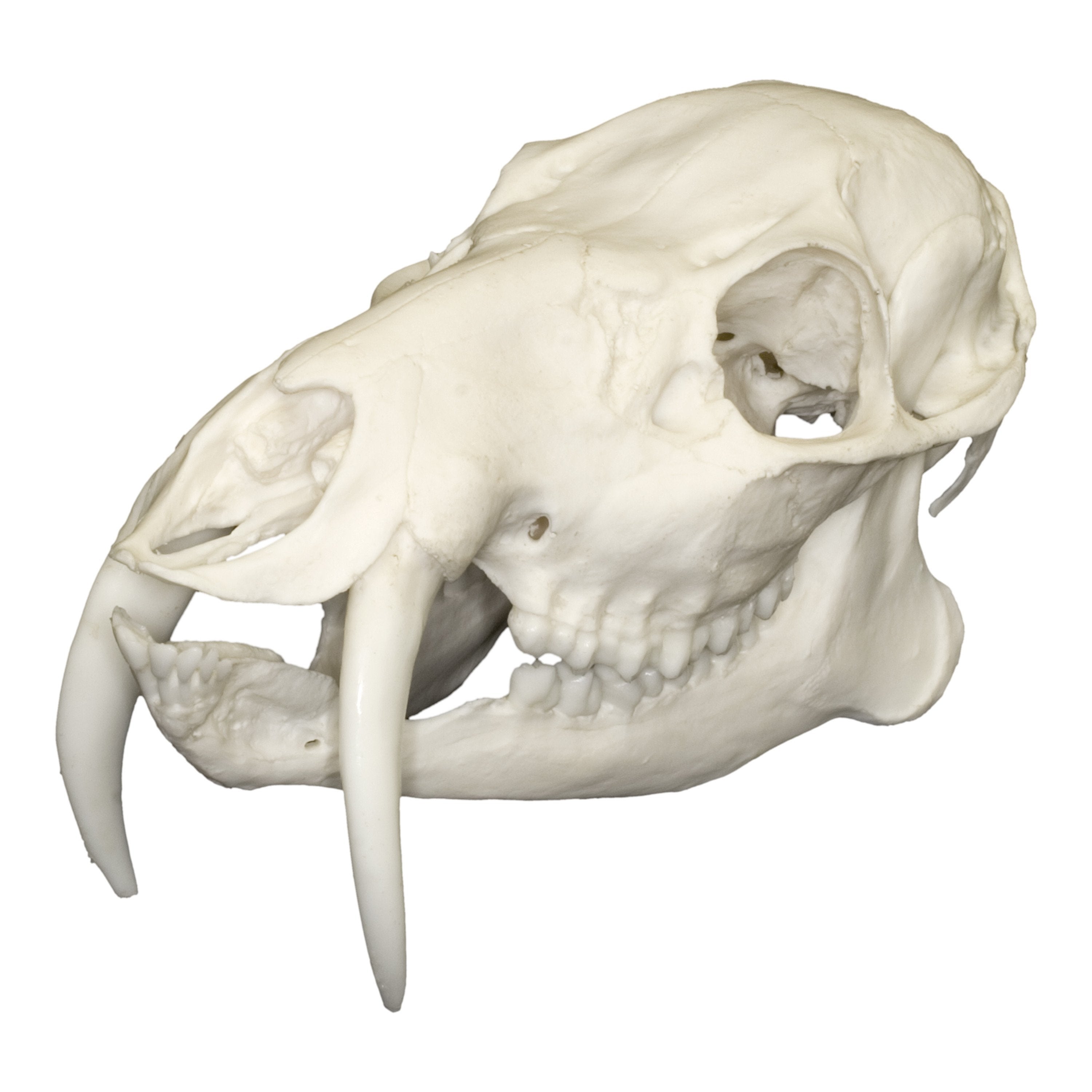 Authentic Replica Chinese Water Deer Skull - Lifelike Animal Skull Decor for Home, Office & Gothic Collections | Perfect for Halloween, Taxidermy Displays & Unique Gifts