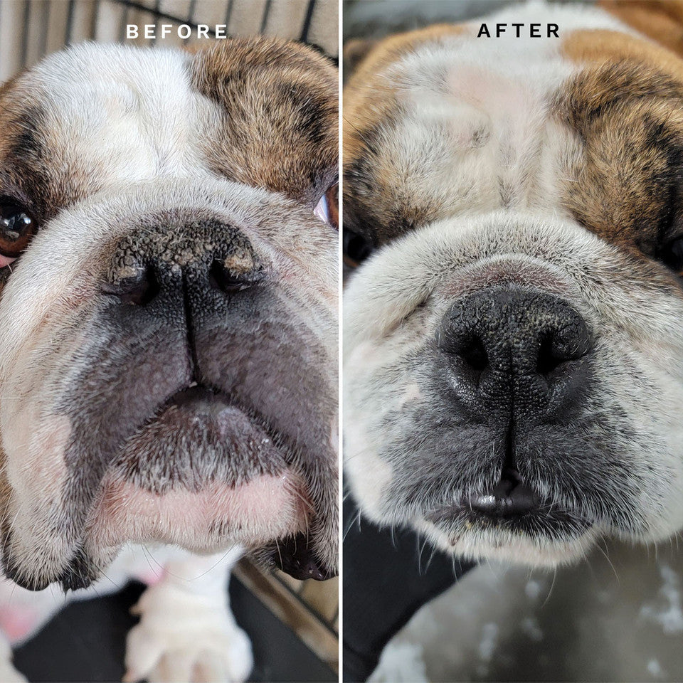 Eye Envy Bulldog Starter Kit for Dogs - Tear Stain Remover & Eye Care Solution - Perfect for Daily Grooming & Tear Stain Prevention