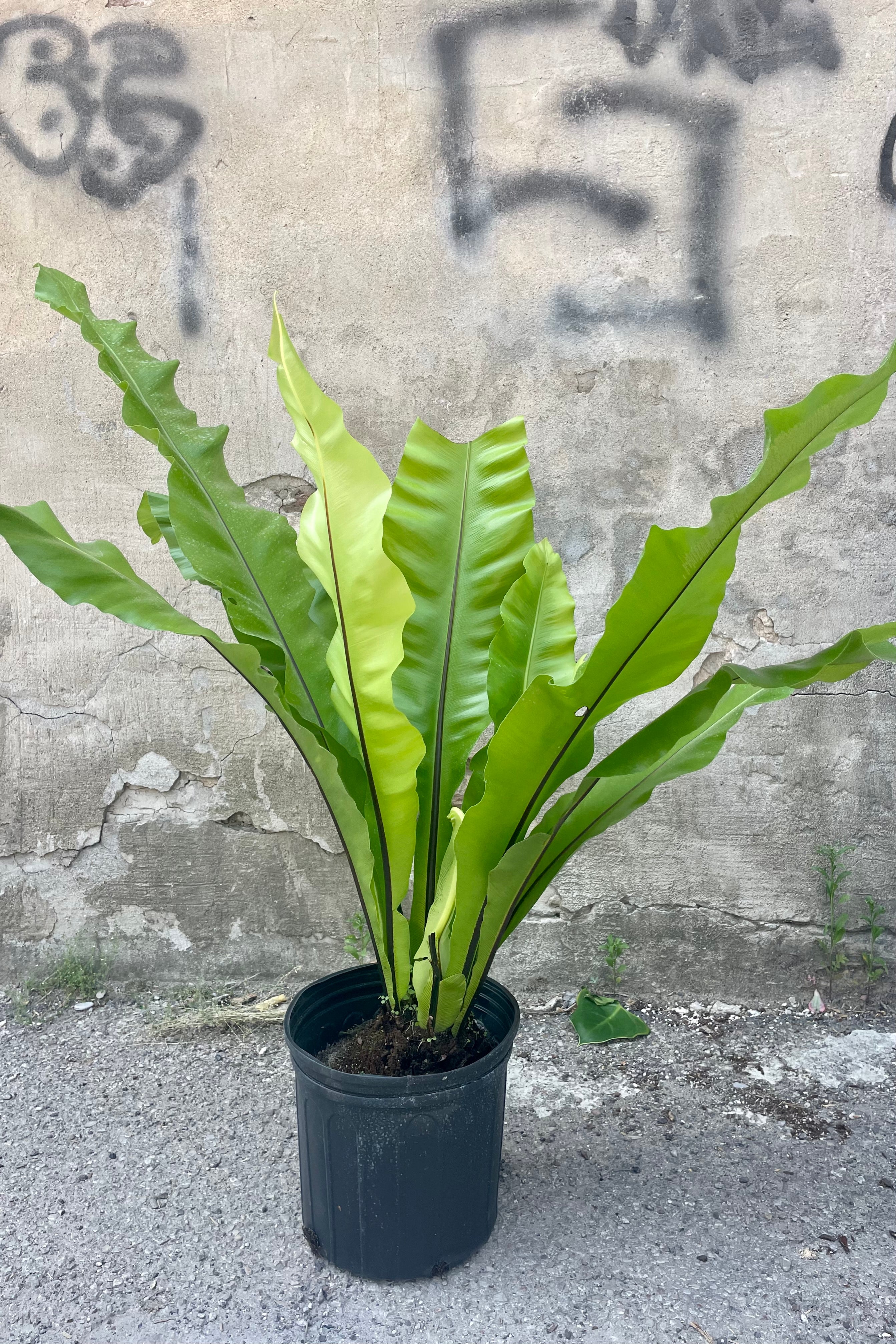 Buy Asplenium Nidus Bird's Nest Fern - 10