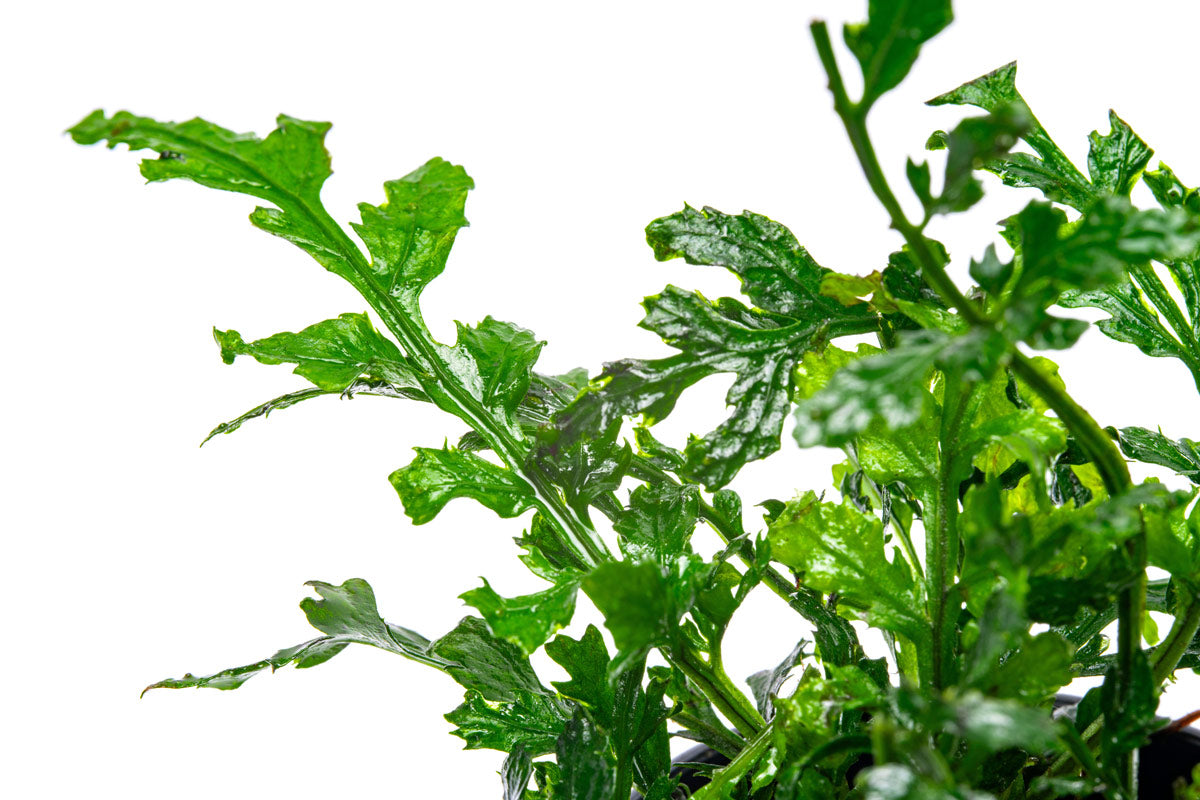 Bolbitis Difformis Aquatic Plant - Live Freshwater Fern for Aquariums & Terrariums | Perfect for Aquascaping, Shrimp Tanks & Natural Decor