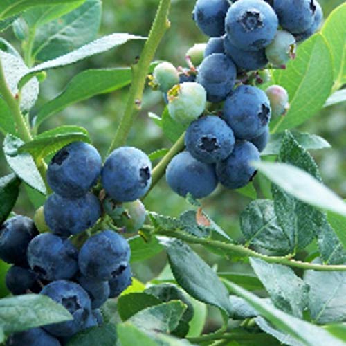 Blueberry Plant Vaccinium 