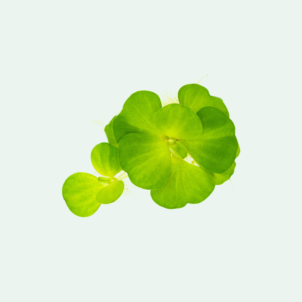 Pistia Stratiotes (Water Lettuce) - Floating Aquatic Plant for Ponds, Aquariums & Water Gardens | Natural Water Purifier & Fish Habitat