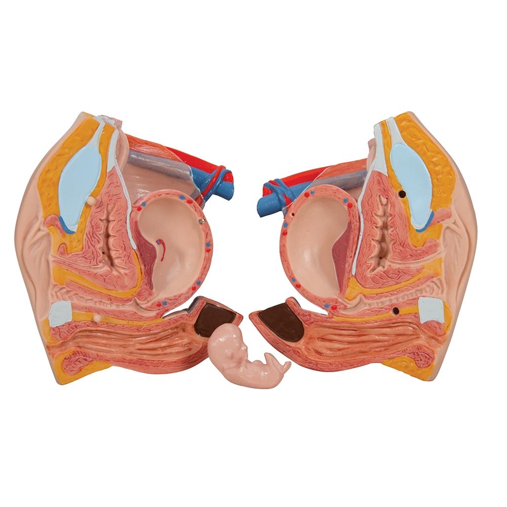 Premium 18-Part Dual Gender Human Torso Model - Detailed Anatomical Study Tool for Medical Students & Professionals | Perfect for Classroom, Lab & Healthcare Training