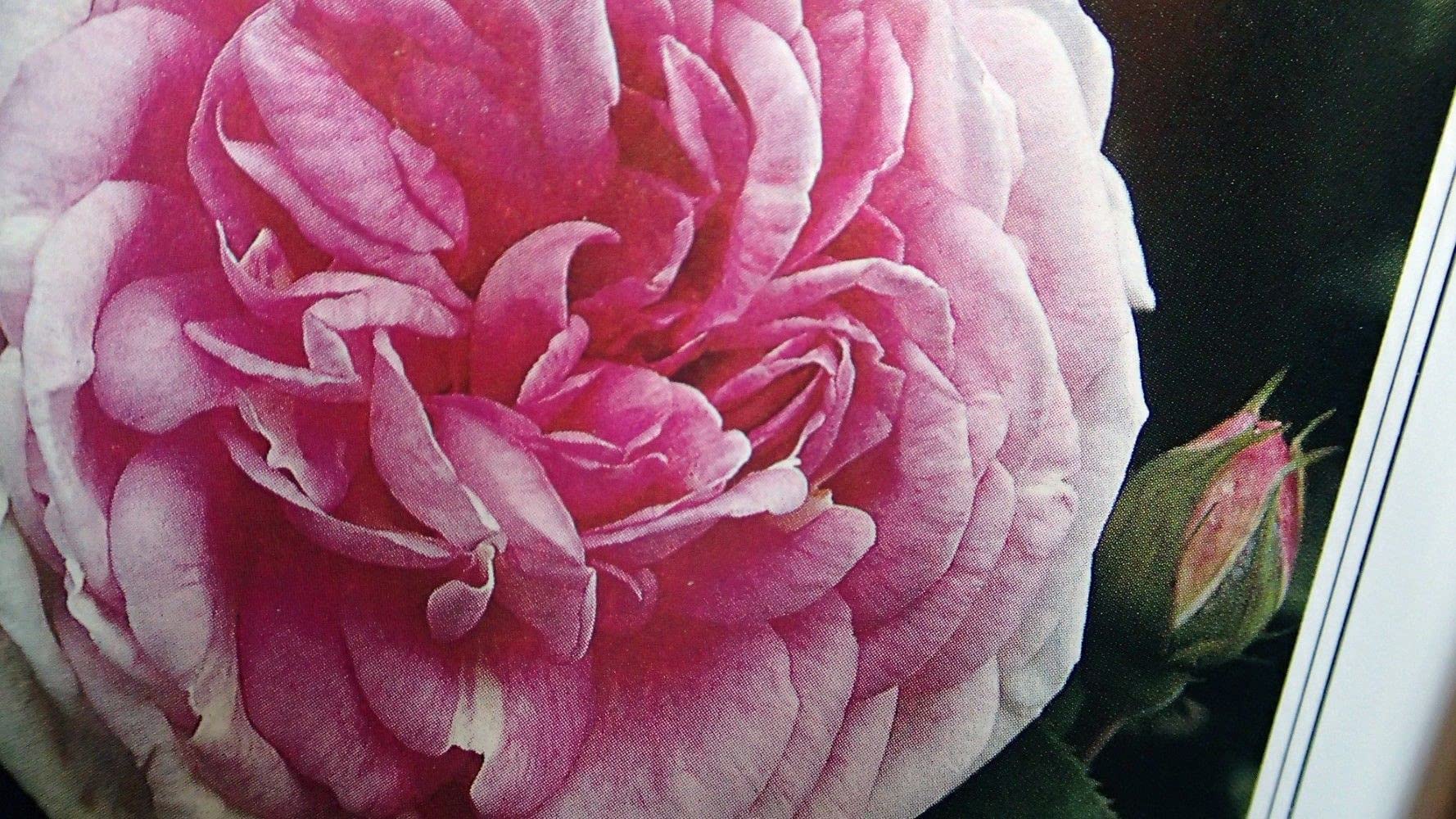 Rose Gardening Guide: Tips & Techniques for Beautiful Blooms | Perfect for Home Gardens & Landscaping