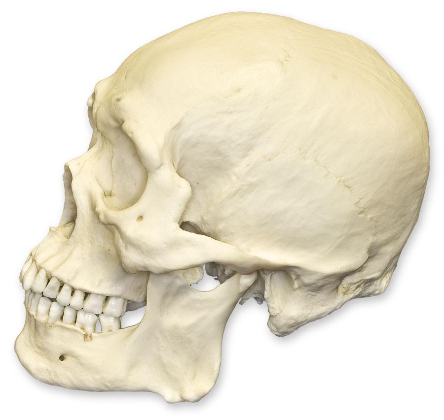 Authentic Replica Human Skull Model - Durable Asian Male Skull for Medical Study, Halloween Decor & Anatomy Education