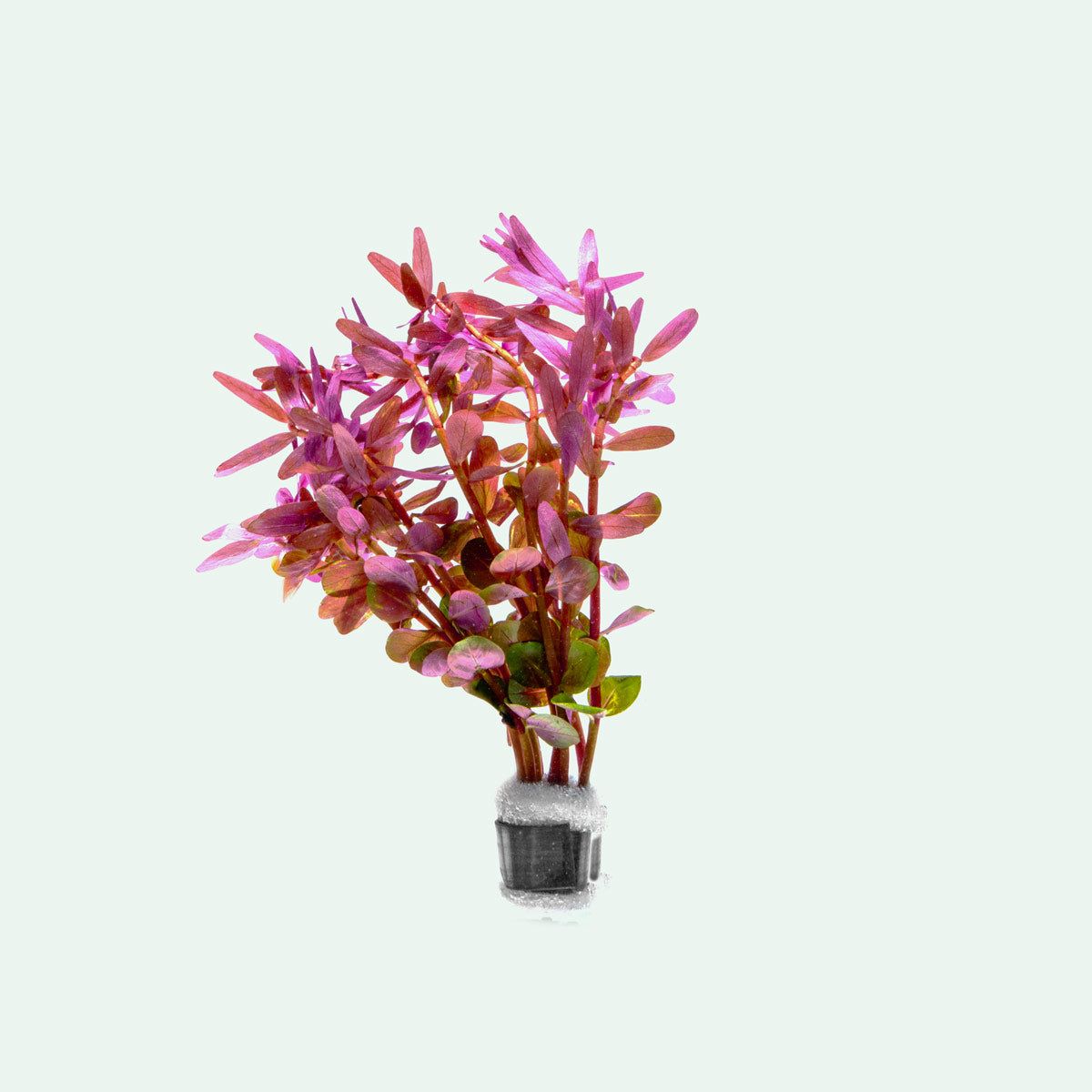 Rotala Rotundifolia - Live Aquarium Plant for Freshwater Fish Tanks | Easy to Grow Aquatic Plant for Aquascaping & Shrimp Tanks | Perfect for Beginners & Planted Aquariums