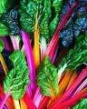 150 Mixed Colors Northern Lights Swiss Chard (Perpetual Spinach) Beta Vulgaris Cicla Vegetable Seeds - Non-GMO, Heirloom Variety for Home Gardening, Container Planting & Edible Landscaping