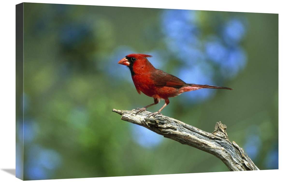 20 x 30 Inch Northern Cardinal Male Perching Art Print - Rio Grande Valley Texas Wildlife Photography by Tom Vezo | Perfect for Home Decor, Office Wall Art & Bird Lover Gifts