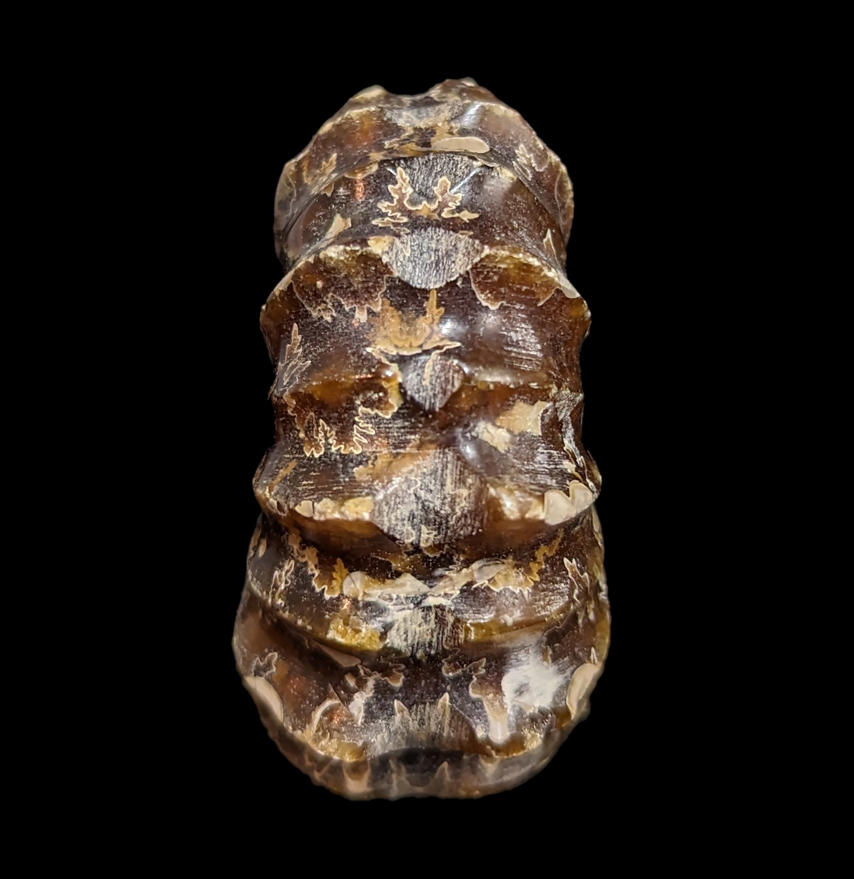 Authentic Douvilleiceras Inquinodum Ammonite Fossil - Rare Prehistoric Specimen for Collectors, Home Decor & Educational Displays