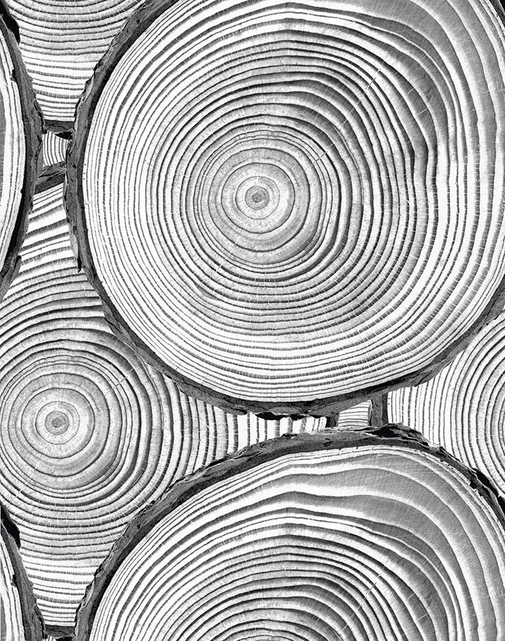 Faux Bois Wallpaper by Nathan Turner - Onyx Black Wood Grain Peel & Stick Wallpaper for Living Room, Bedroom, or Office Decor