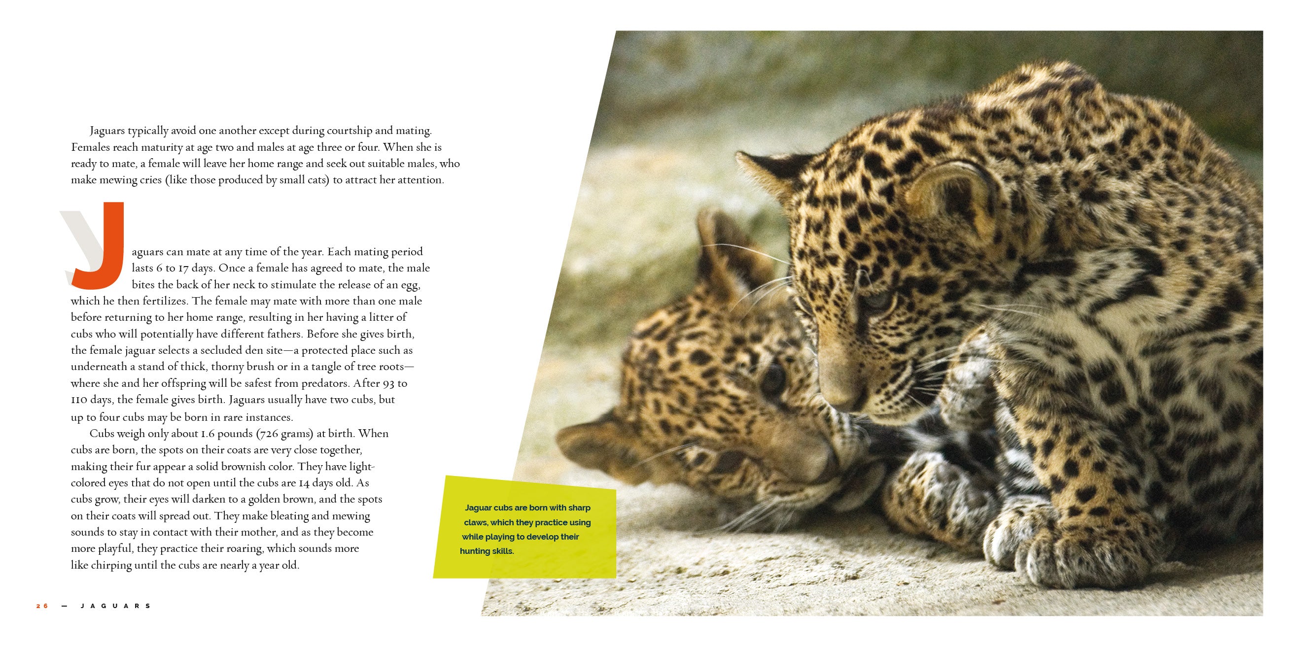 Jaguars Book 9781640266018 - Wildlife & Nature Guide for Animal Lovers & Students | Perfect for Research, Education & Gifts