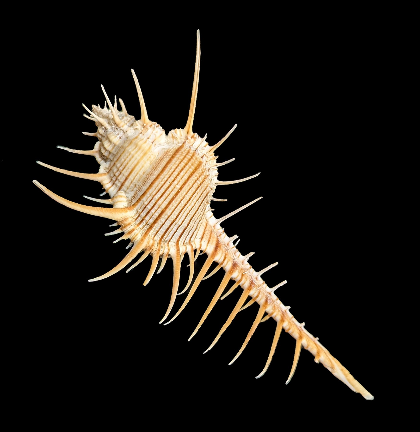 Venus Comb Murex Shell | Rare Seashell Collector's Item | Perfect for Beach Decor, Aquarium Display & Coastal Home Decor