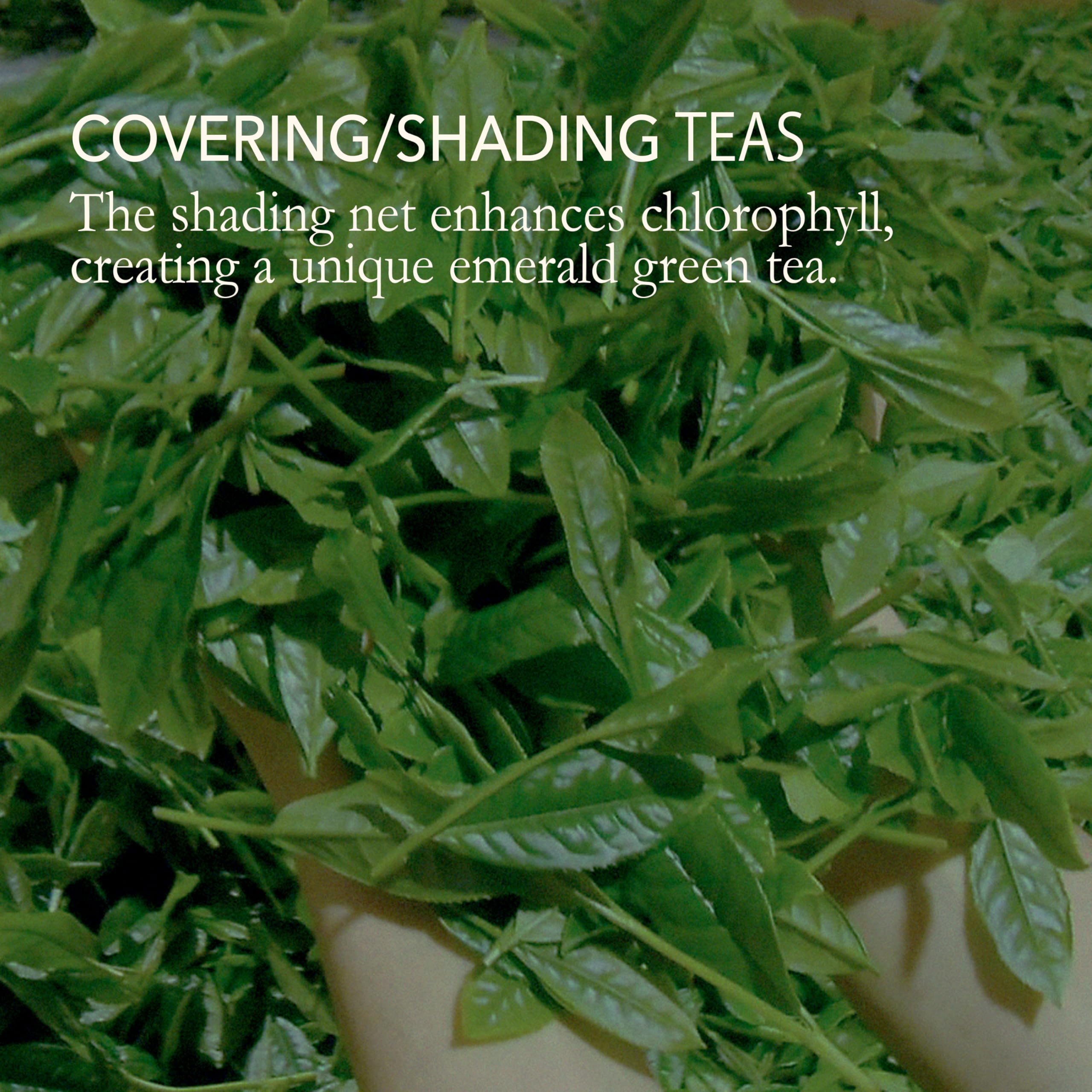 Premium Japanese Gyokuro & Teabag Green Tea Set – 2-Piece Non-GMO Japanese Tea Collection with Delicate Flavor – Perfect for Tea Lovers, Gifts & Relaxation at Home or Office