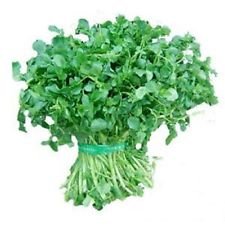 Organic Heirloom Pepper Cress Seeds - 5000 Non-GMO Seeds for Planting - Spicy Microgreens & Salad Garnish - Perfect for Home Gardening, Indoor Herb Kits & Gourmet Cooking