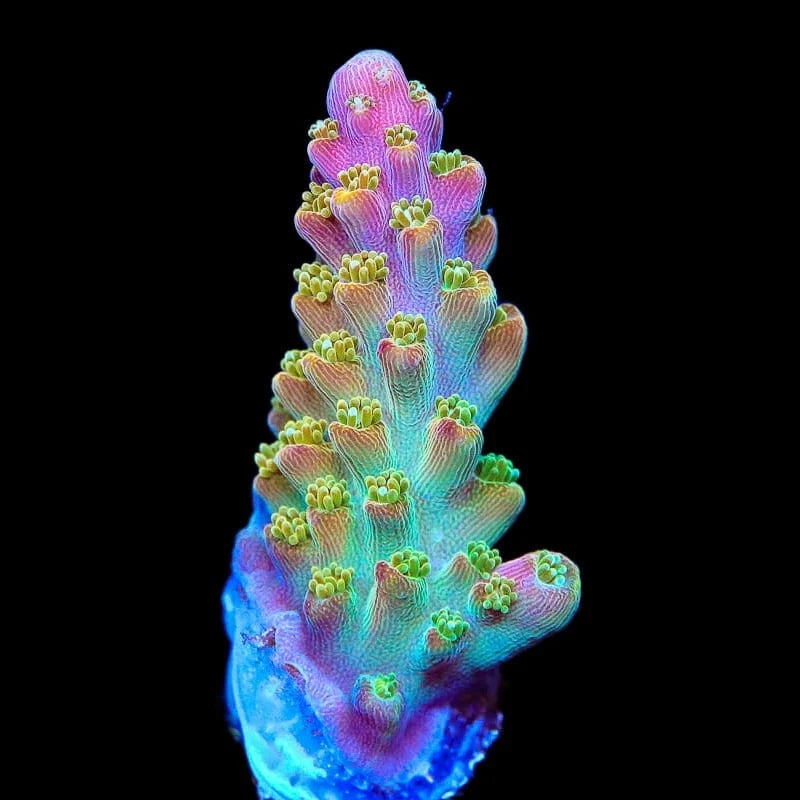 Premium BC Bubble Bath Unicorn Acropora Coral for Saltwater Aquariums - Vibrant Reef Tank Decoration & Marine Aquascaping