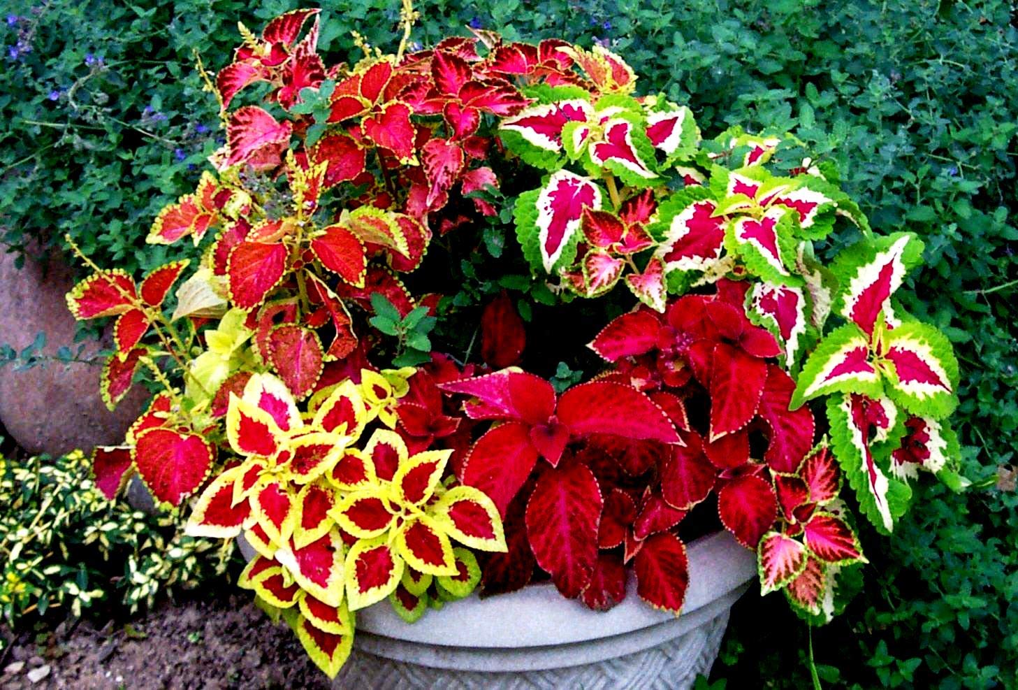 Coleus Blumei Seed Mix - Painted Nettle Non-GMO Flower Seeds (200+ Seeds) for Gardening, Landscaping & Indoor/Outdoor Planting