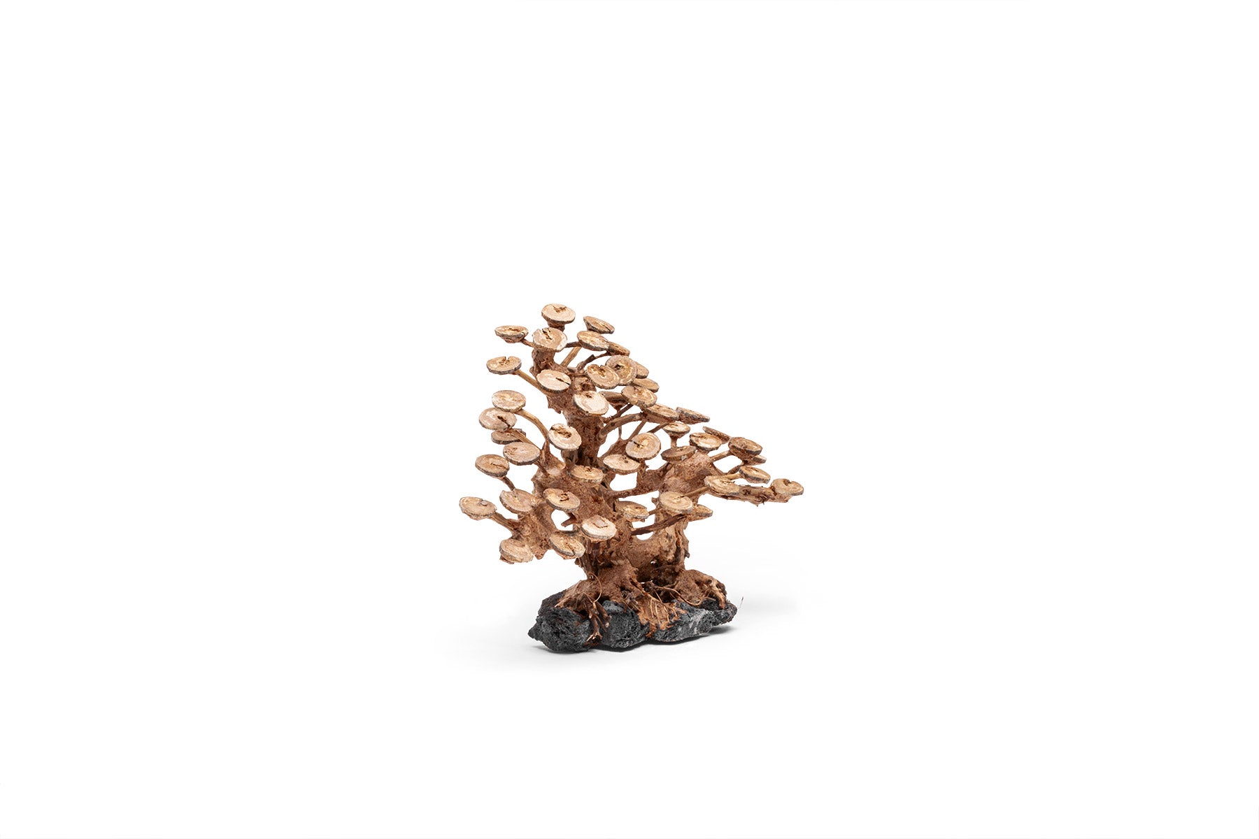 UNS Bonsai 016 - Premium Mini Bonsai Tree Kit for Home & Office Decor | Perfect for Zen Gardens, Desktop Decor, and Unique Gifts