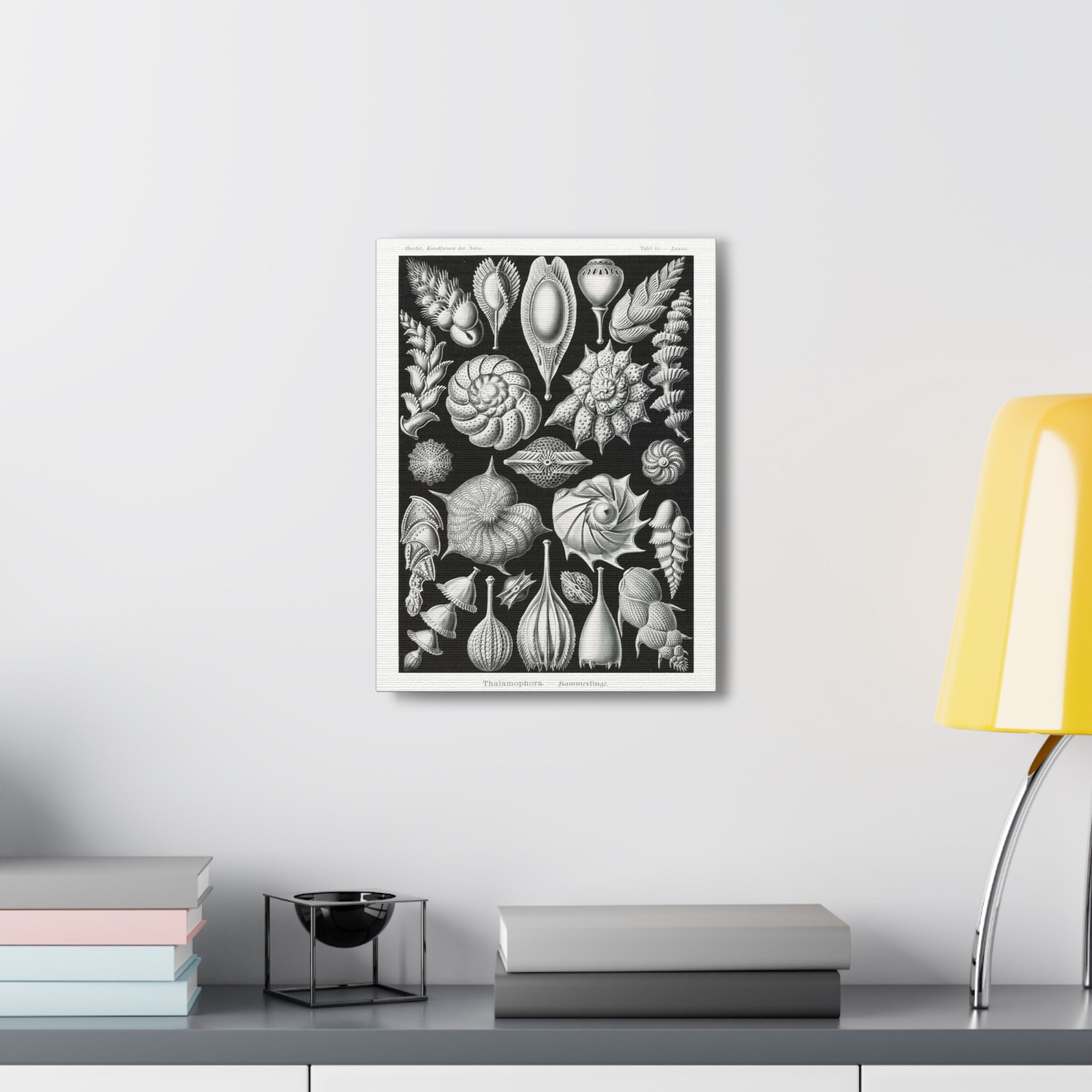 Ernst Haeckel Thalamophora Kammerlinge Art Print - Premium Canvas Wall Decor for Living Room, Bedroom & Office