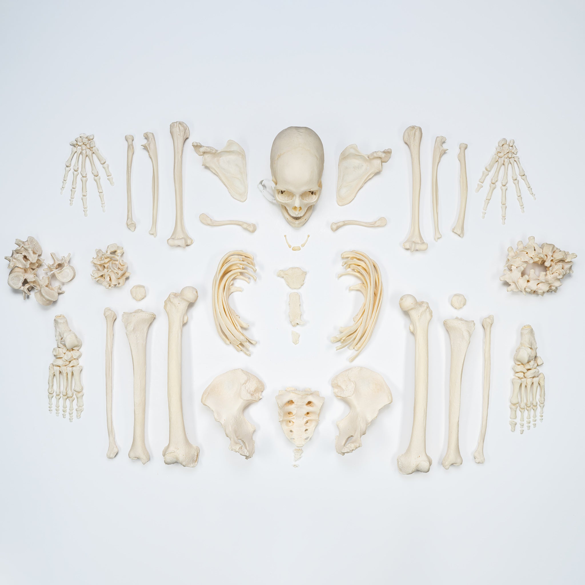 Premium Disarticulated Human Skeleton Model - Anatomically Accurate for Medical Education & Research | Perfect for Classroom, Lab, and Medical Training