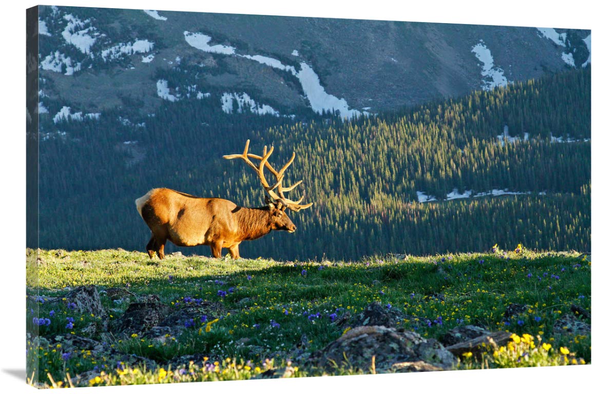 40-inch Timberline in Spring Art Print by Vic Schendel - Nature Landscape Wall Decor for Living Room, Bedroom & Office