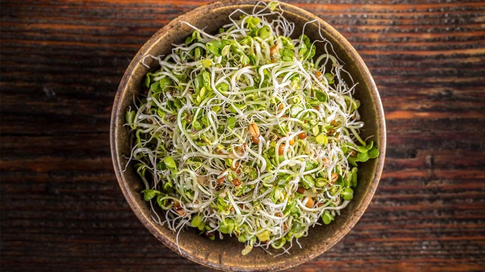Alfalfa Microgreen Seeds - 8 oz | Non-GMO, Organic Sprouting Seeds for Home Gardening | Cool Beans n Sprouts Brand | Perfect for Salads, Sandwiches & Healthy Juicing