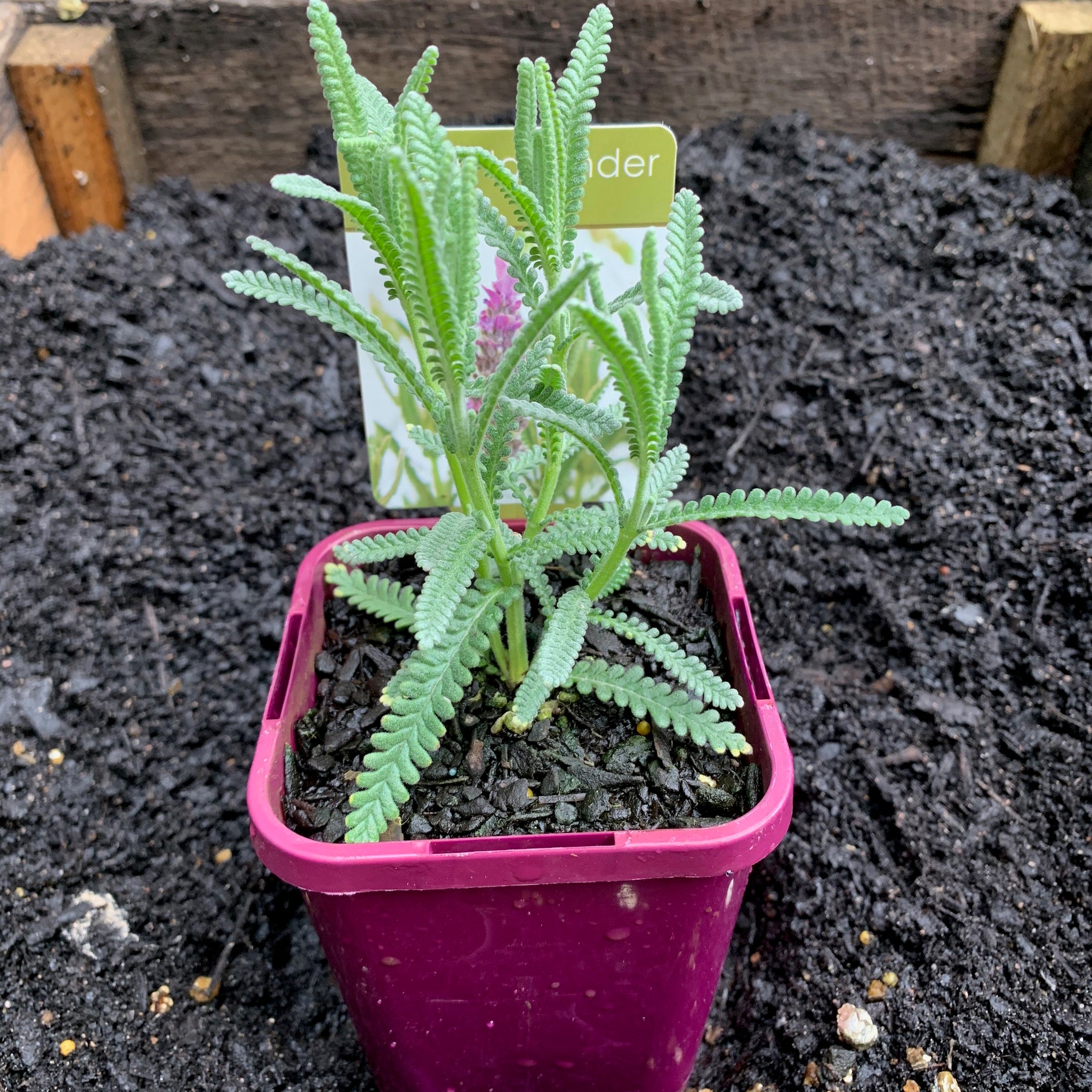 French Lavender Plants for Sale - Fragrant & Drought-Resistant Perennial for Gardens, Landscaping & Aromatherapy | Perfect for Borders, Containers & Relaxation Spaces