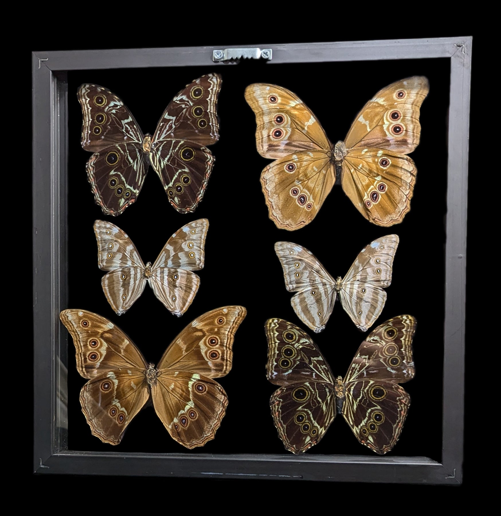 Double Glass Framed Blue Morpho Butterflies Display - Set of 6 Real Butterfly Specimens for Home Decor, Office Display & Nature Lovers Collection