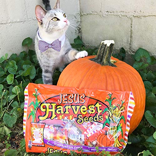 Jesus Harvest Orange Yellow White Candy Corn Promise Seeds - Scripture Candy 15 Count - Perfect for Halloween, Thanksgiving & Bible Study Gifts
