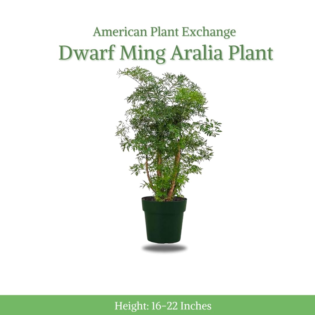 Live Dwarf Ming Aralia Bonsai Tree - 6 Inch Miniature Indoor/Outdoor Plant in Decorative Pot | Perfect for Home, Office & Garden Decor | Low Maintenance Houseplant for Zen Gardens, Tabletops & Gift Giving