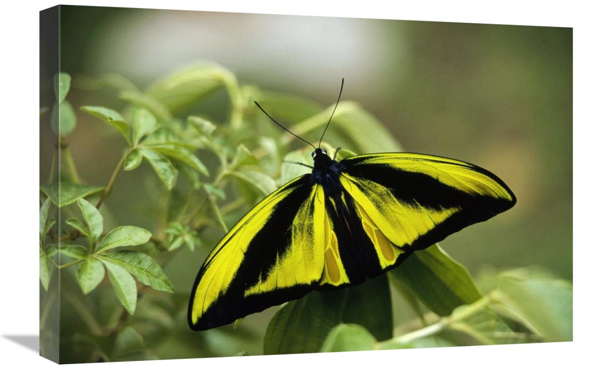 16 x 24 Inch Goliath Birdwing Butterfly Male Art Print - Rare Species from Irian Jaya Indonesia by Konrad Wothe - Perfect for Home Decor, Nature Lovers & Butterfly Collectors
