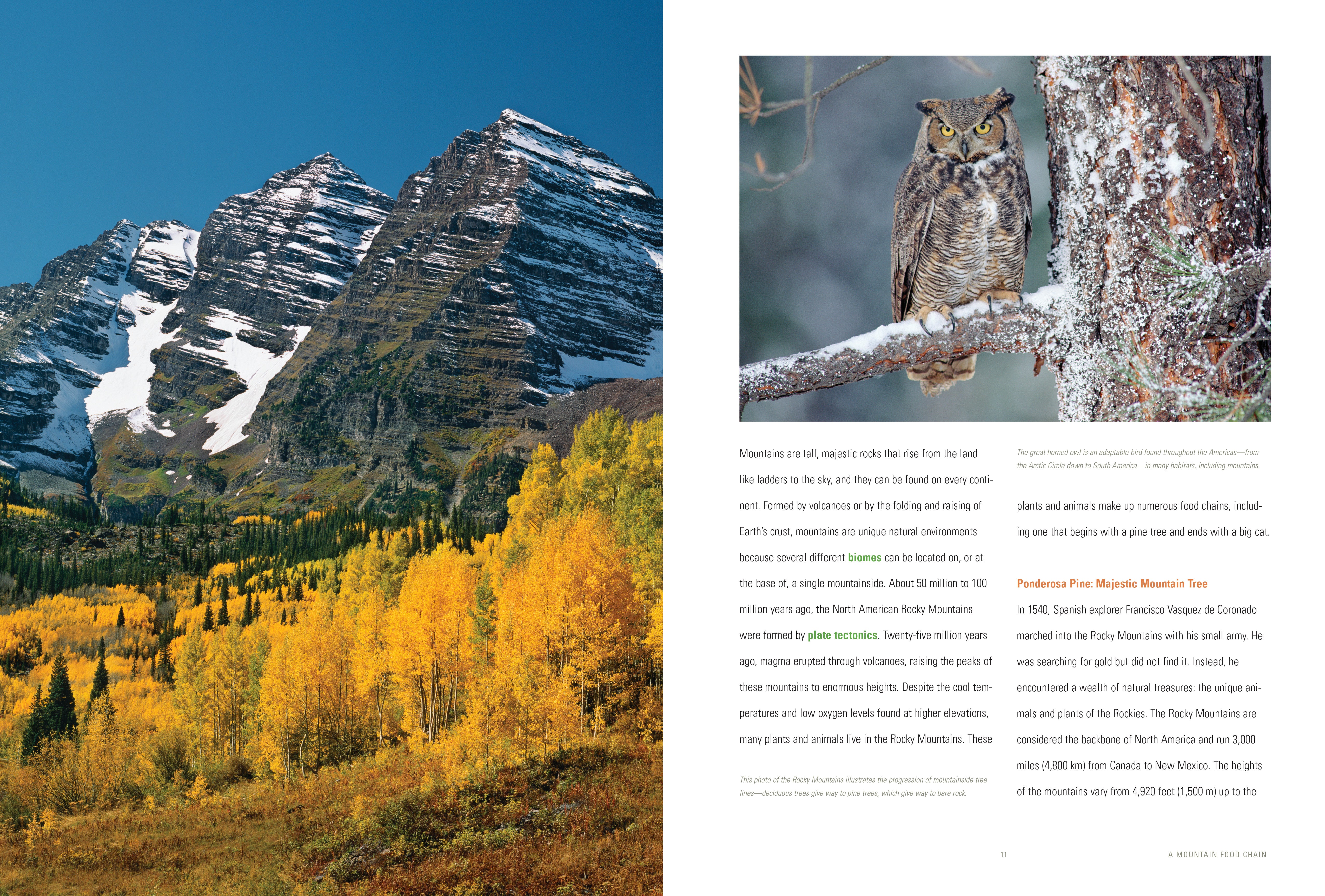 Mountain Food Chain - Premium Outdoor Survival Food Kit for Hiking, Camping & Emergency Preparedness