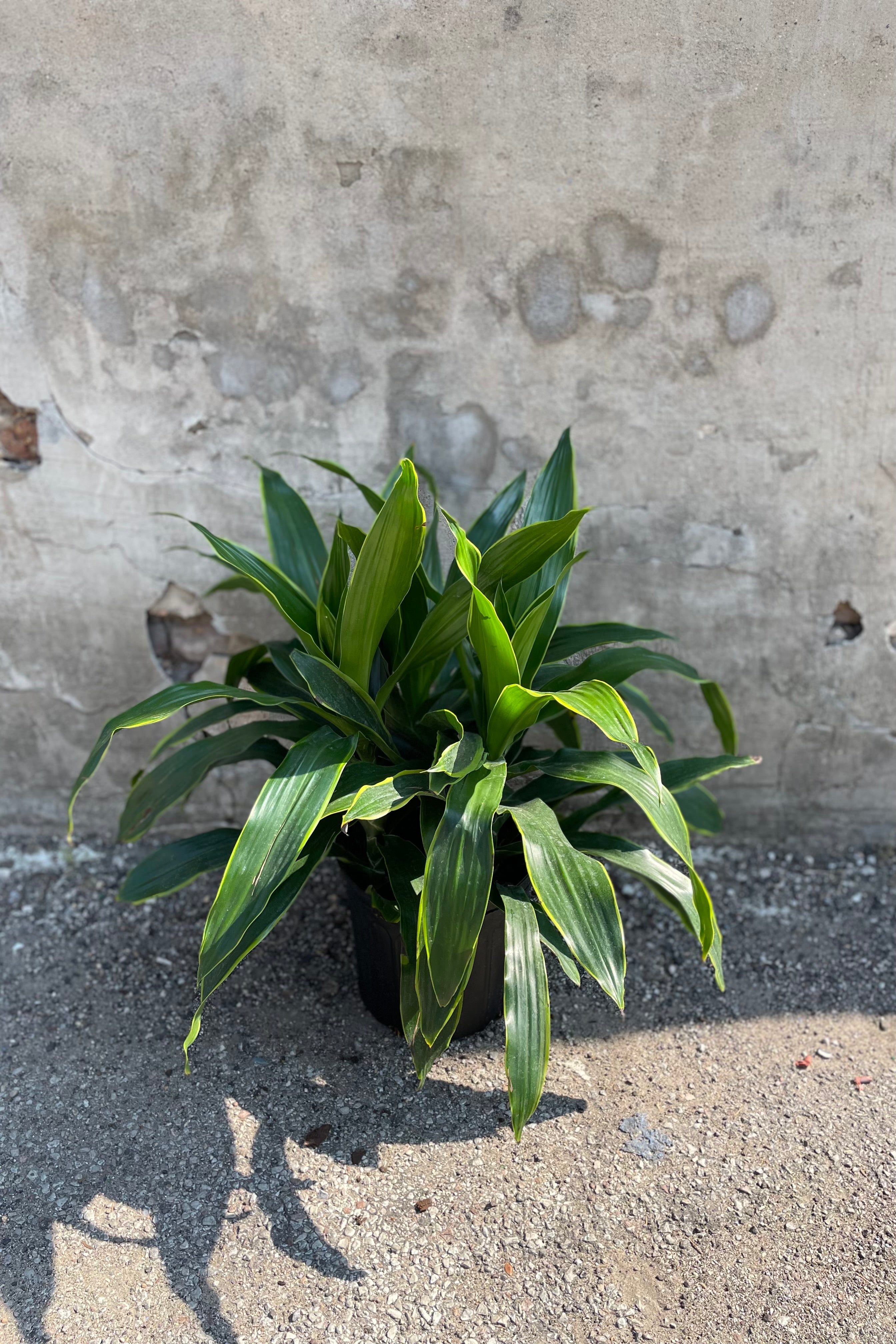 Dracaena 'Art' Plant - 10 Inch Potted Indoor Houseplant for Home & Office Decor - Perfect for Living Room, Bedroom, or Workspace Greenery
