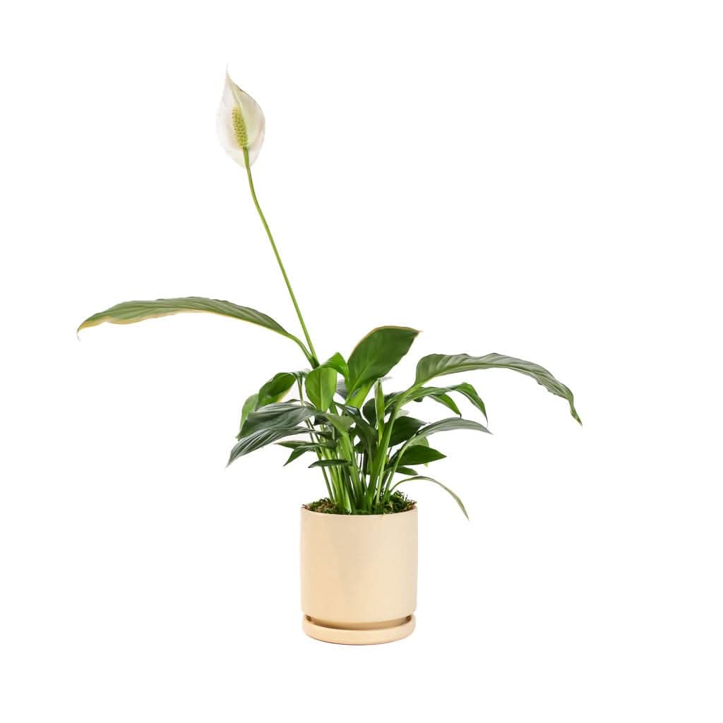 Small Gemstone Potted Peace Lily Plant - Natural Home Decor for Office Desk, Living Room & Bedroom | Feng Shui Indoor Houseplant Gift Idea