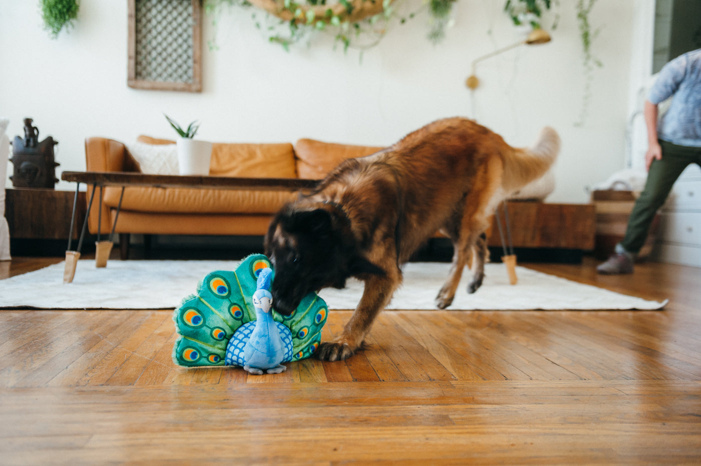Percy the Peacock Plush Dog Toy - Fetching Flock™ Interactive Chew Toy for Dogs | Soft & Durable Pet P.L.A.Y. Toy for Fetch, Tug-of-War & Cuddling | Perfect for Playtime, Training & Comfort