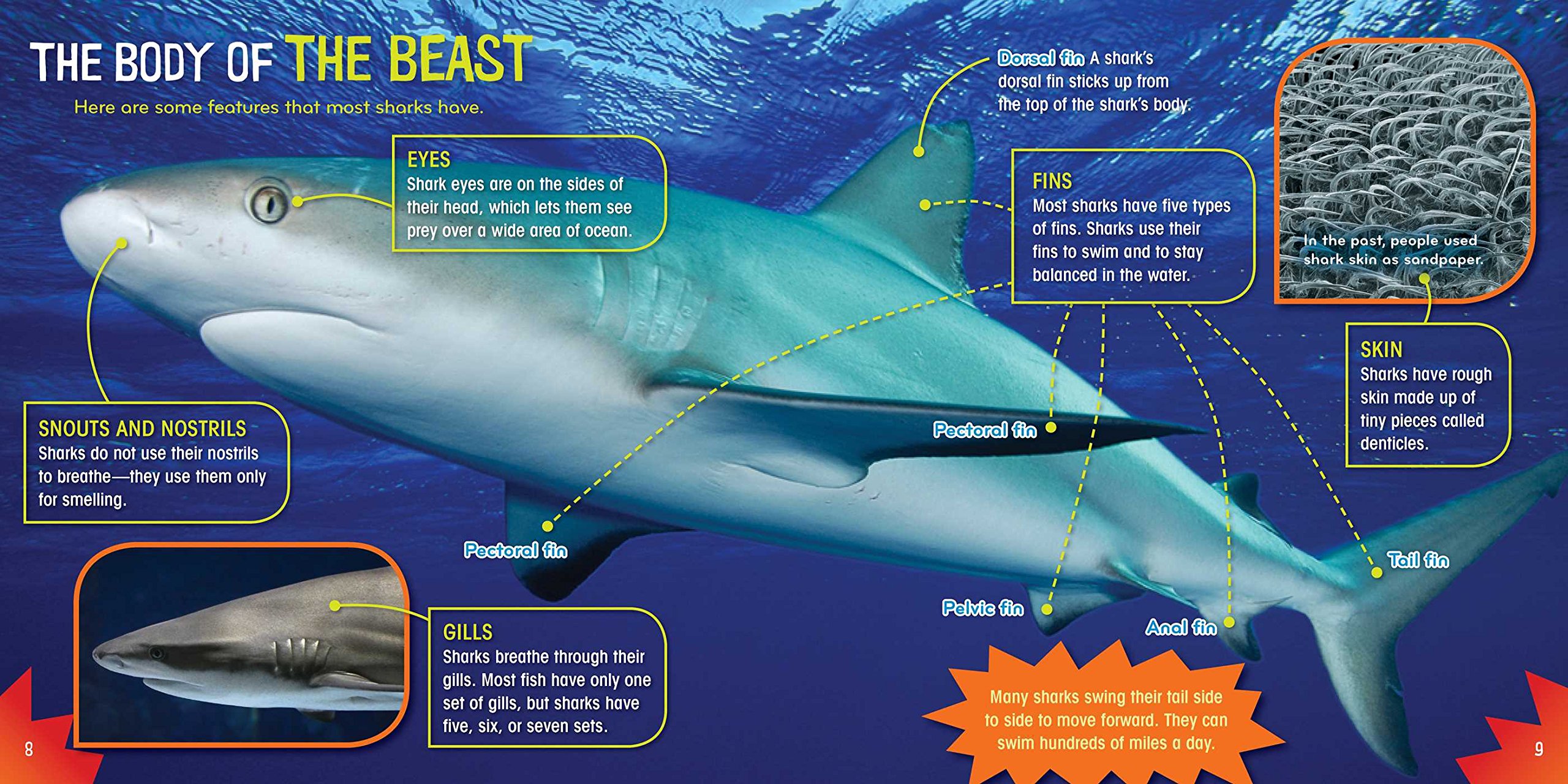 Shark-tastic! (Science with Stuff) - Fun Educational Book for Kids About Sharks, Marine Biology Learning & Ocean Exploration