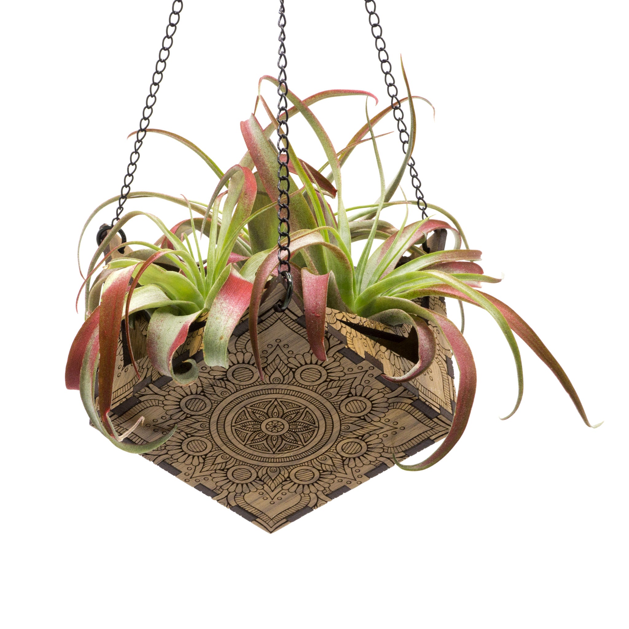 Hemicube Free Hanging Planter - Air Plant Holder | Handmade Wooden Home Decor for Plant Lovers | Unique Wall Display for Living Rooms, Offices & Gifts | Modern Boho Indoor Gardening Decor